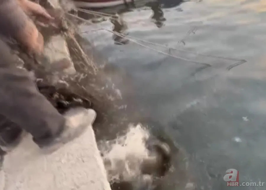 Akdeniz'de görmeye alışmıştık bu kez Balıkesir'de ortaya çıktı! Sokak ortasında görünce gözlerine inanamadılar! 10