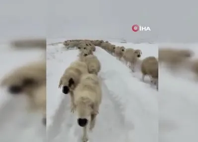 Yüzlercesi donmaktan son anda kurtuldu