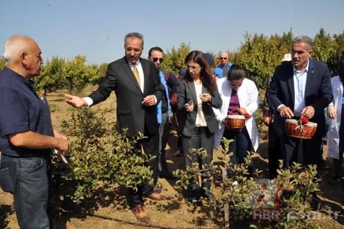 Aronya, Türk tarımına kazandırıldı 8