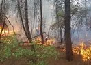Kütahya’da orman yangını!