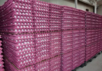Yumurtalar yeni kodlarıyla piyasada