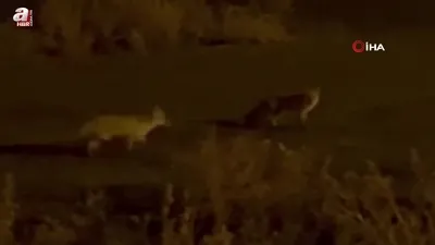 Kars’ta havalar soğudu tilkiler köye indi