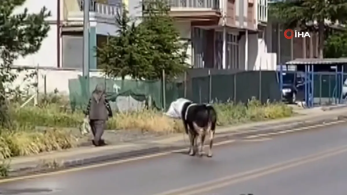 Kaçan danayı uzaklaştırmak için hamle yaptı! Yaşlı kadına böyle saldırdı