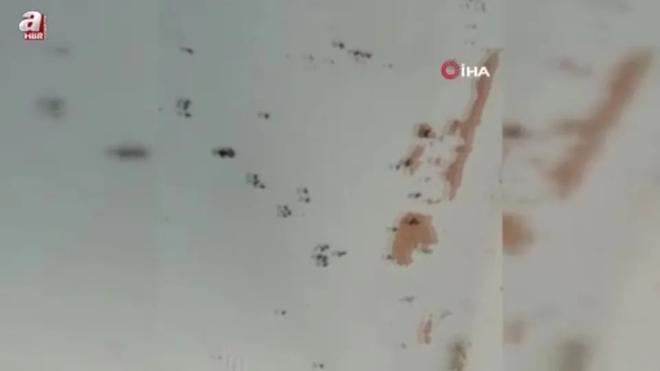 Gönen’de kara sinek istilası