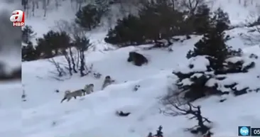 Köye inen ayıyı köpekler kovaladı