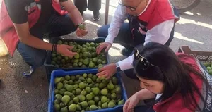 Germencik’te ilek tezgahları denetlendi