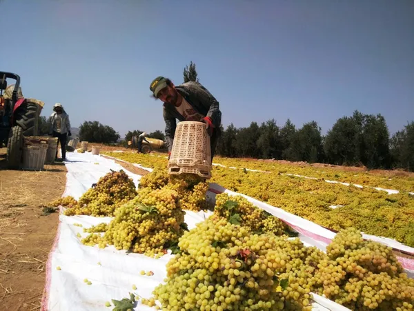 Muhakkak çekirdeğiyle tüketin! Bin derdin şifası üzüm çekirdeğinin faydaları