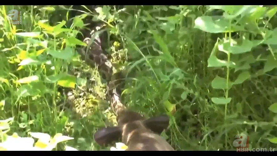 Anakonda yılanı ineği tek lokmada yuttu! O anlar böyle görüntülendi 8