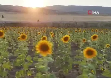 Sivas’ta hububat sezonunda rekor