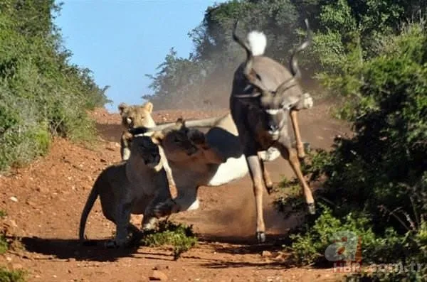 Hayvanlar dünyasından inanılmaz anlar 22