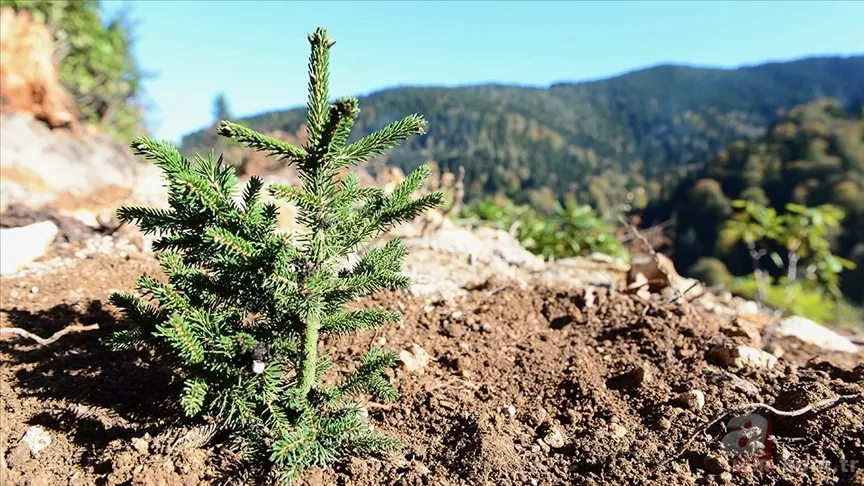 11 Kasım ne günü? Geleceğe Nefes fidan sahiplenme nedir, nasıl yapılır? gelecegenefes.gov.tr 5