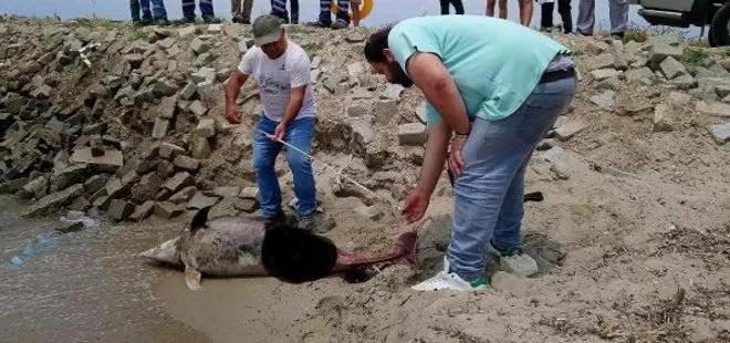 Aydın’da 1 haftada 6 yunus sahile vurdu! Ölümlerinde dikkat çeken şüphe