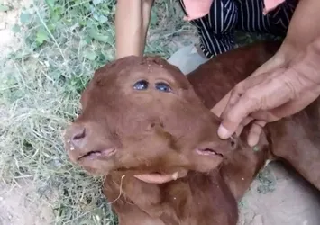 Gören şaştı kaldı… Dört gözü, iki yüzü var!