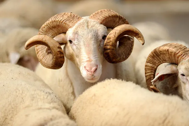 Kurban keserken hangi dualar okunur? Tekbir nasıl getirilir? Kurban kesme duası nedir? Diyanet açıklamaları!