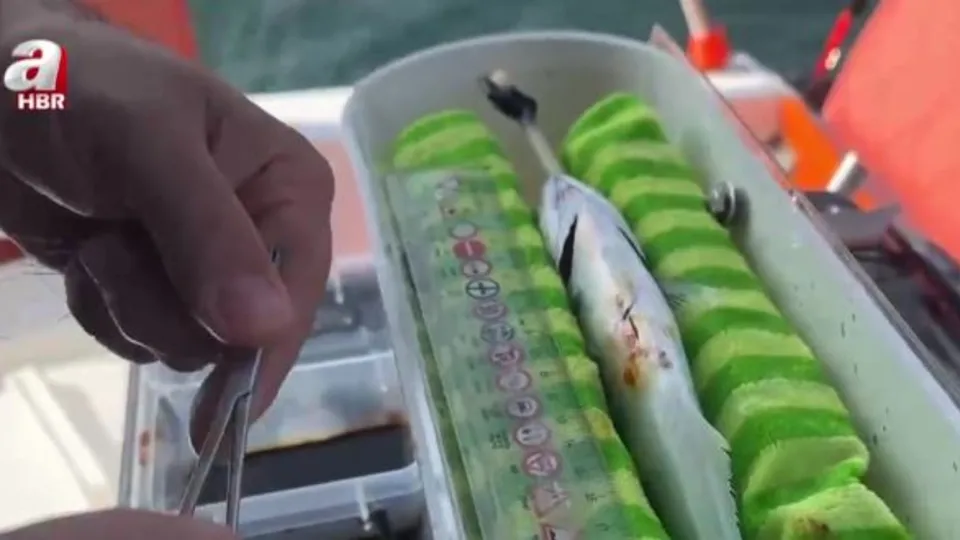 Marmara Denizi’nde lüferlere çipli takip