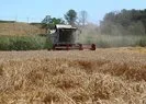 Buğday krizi çözüldü fiyatlar rayına oturdu!