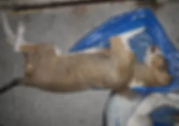 Böyle vicdansızlık görülmedi! Öldürüp derisini soydular
