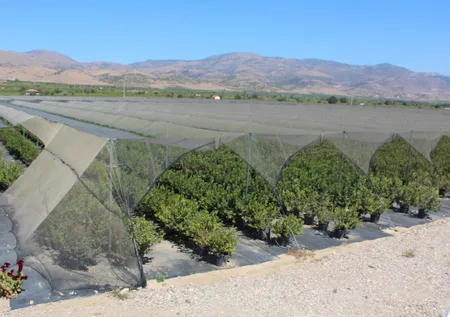 Yaban mersini hayatını değiştirdi! Kurumsal hayatı bıraktı en büyük üçüncü çiftçi oldu