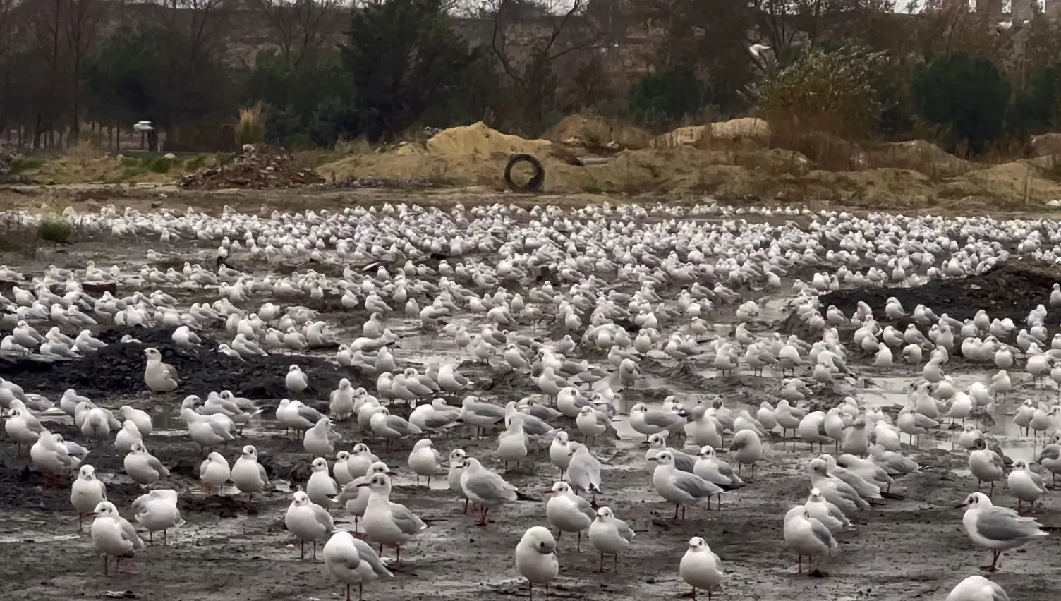 Şiddetli lodos kuşları da vurdu! Yüzlerce martı boş araziye sığındı