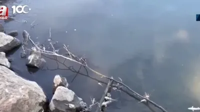 Çayda balık ölümleri!