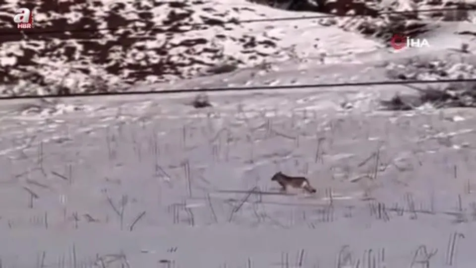 Aç kalan kurtlar köye indi