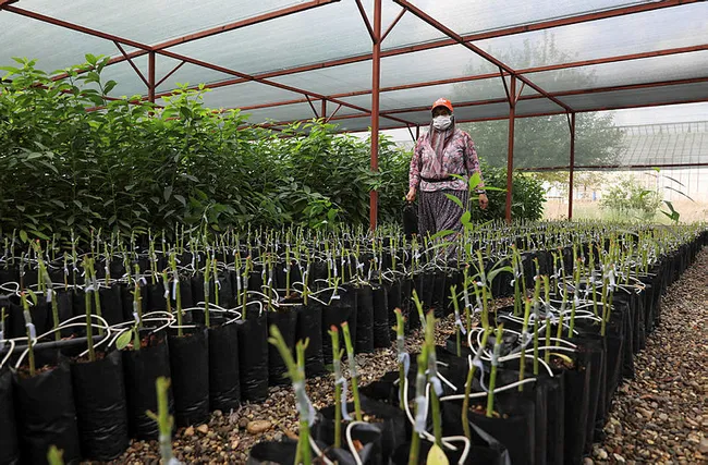 Avokado fidanı için geceden gelip sıraya giren var - 2