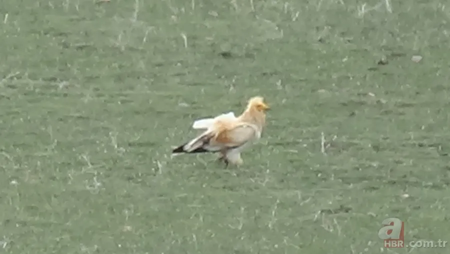 Rengiyle dikkat çekti! Nesli tükenme tehlikesi altındaki akbaba böyle görüntülendi 1