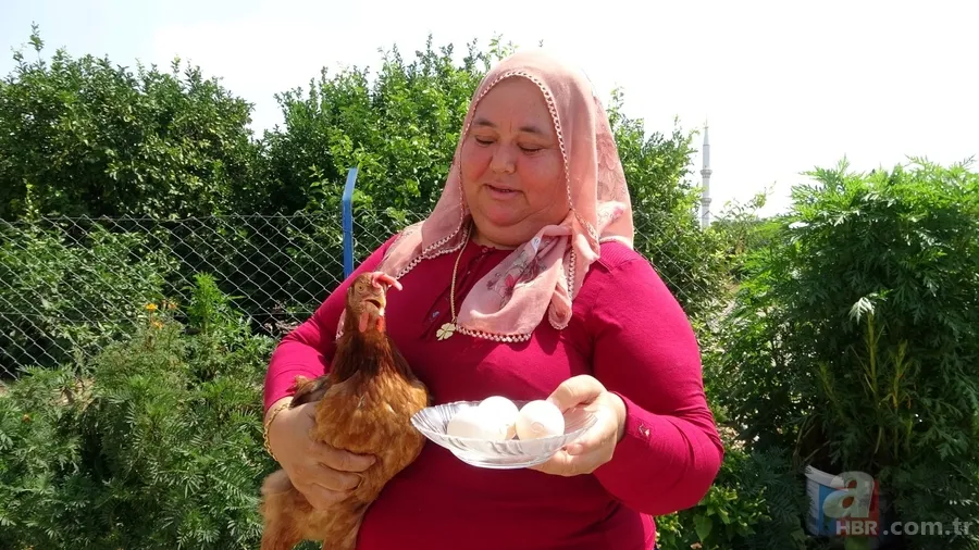 Tavuk kümesine girince gözlerine inanamadı 🥚 Günlük yumurtalarının üstünde adı ve soyadının baş harflerini gördü 🐔 8