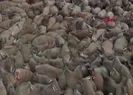Nesli tükendi sanılıyordu!