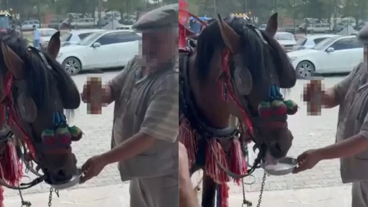 Pes dedirten görüntüler! Fayton'da çeken ata alkol içirdiler: Bağımlı yaptıkları ortaya çıktı