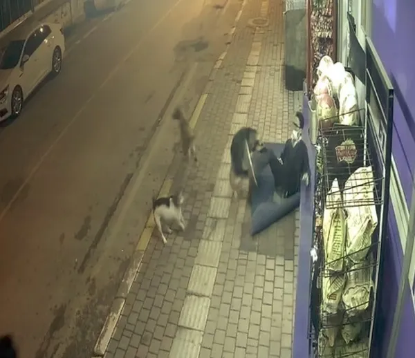 Sokak köpekleri bir anda saldırdı! Antalya'daki dehşet anları güvenlik kamerasına yansıdı - 4