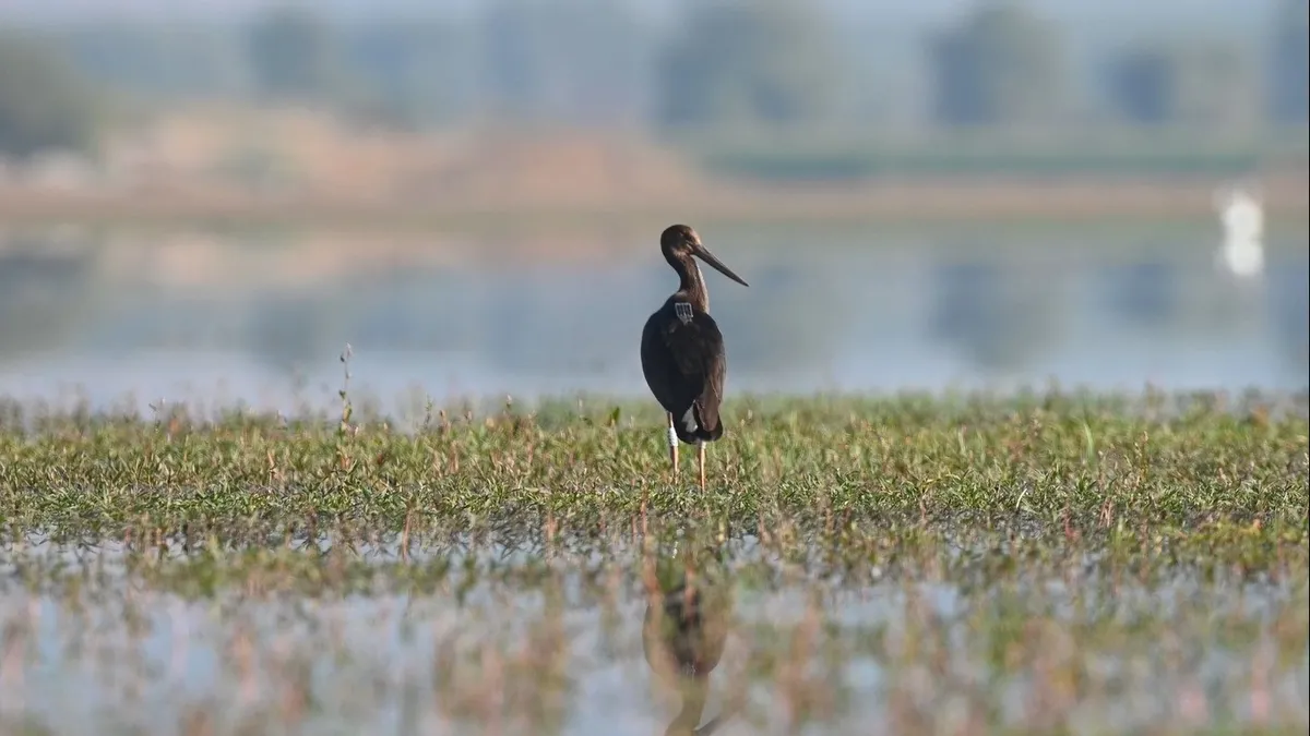 190 türde 23 bin 794 kuş halkalandı