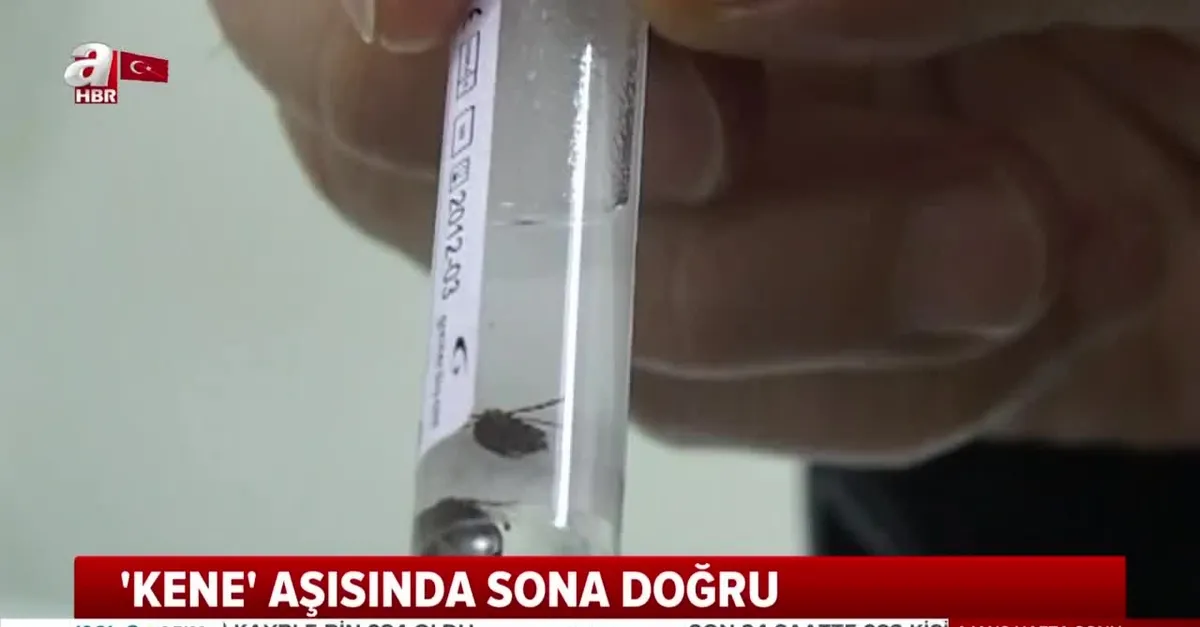 Aşı ile ilgili müjdeli haber Sivas'tan geldi! Kene kabusu sona eriyor
