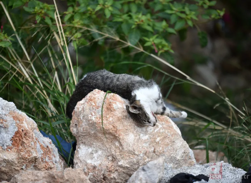 Antalya'da vahşet! Ağaca asılı halde bulundular 3