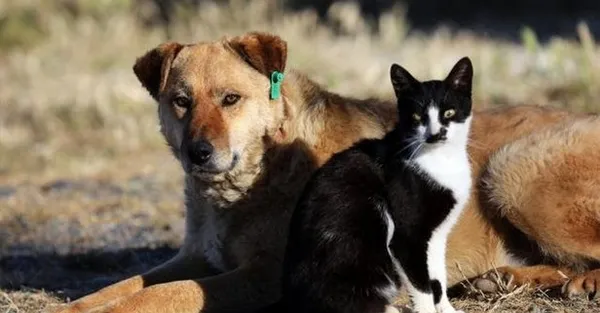 Hayvanların korunmasına ilişkin kanun Resmi Gazete’de yayımlandı