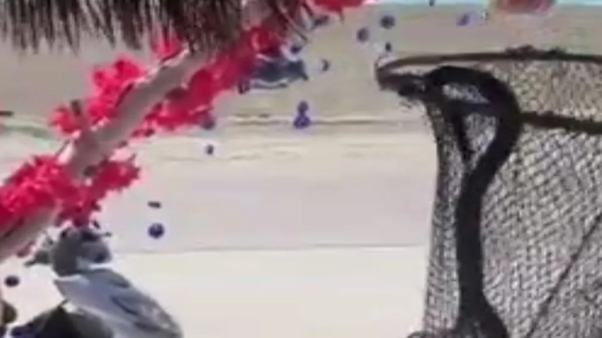 Hatay'da evin dolabına giren yılan çıkarıldı