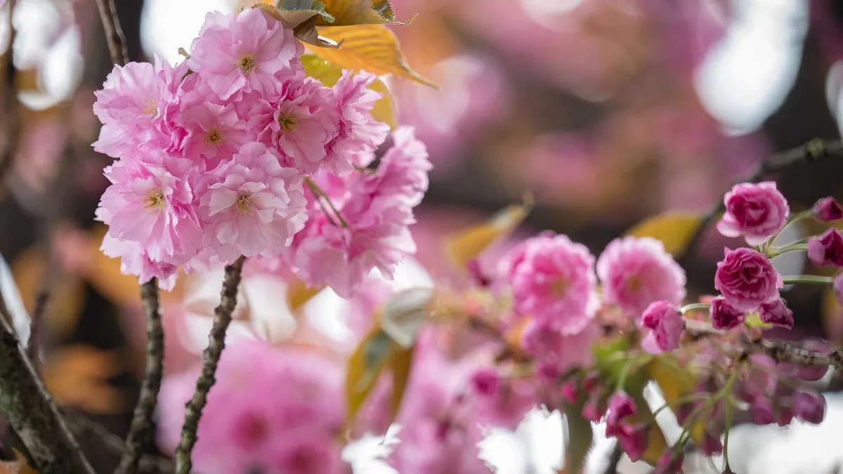 Pembe bir Rönesans: Sakura mevsimi ne zaman? Hangi ayda nerede açıyor?