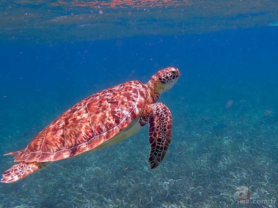 Türkiye’den vize istemeyen -vizesiz gidilebilen- ülkeler 8