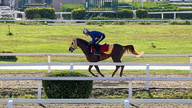 At yarışı sonuçları sorgulama 🏇 | Canlı TJK TV at yarışı sonuçları ve yarış programı | İstanbul, Bursa, İzmir, Kocaeli...