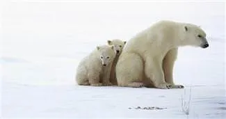 Buzullar eridikçe ölüyorlar