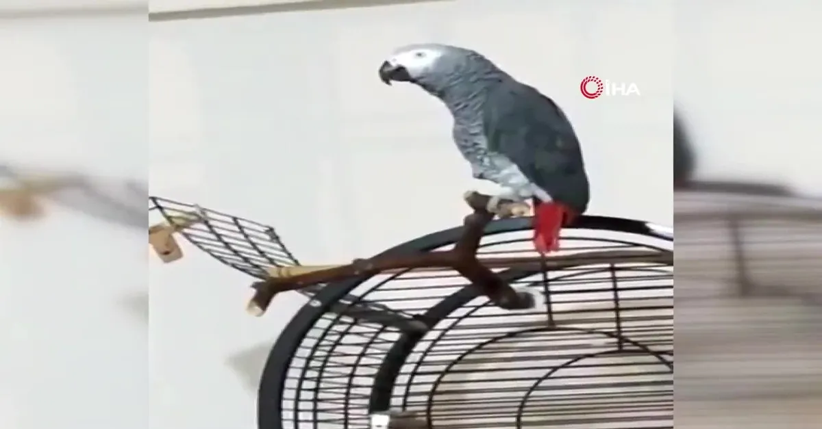 Sahibi koronavirüse yakalandı! Papağan Pakize böyle seslendi |Video