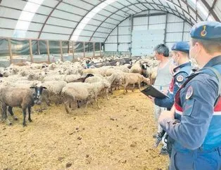 Koyun hırsızından İYİ Partili başkana rüşvet!