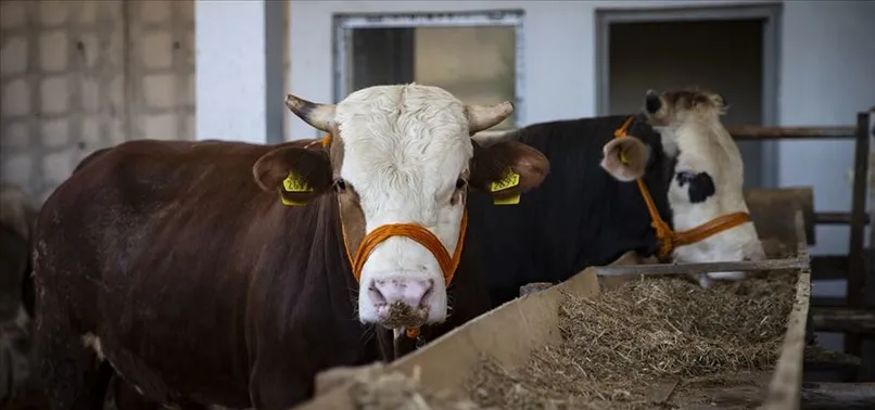 2023 Kurban Bayramı ne zaman? Kurban Bayramı hangi ay, hangi güne denk geliyor? 2023 DİYANET DİNİ GÜNLER TAKVİMİ