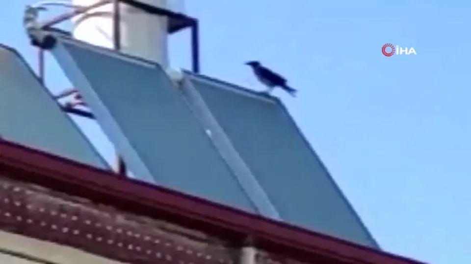 Muhtar duyunca telefona sarıldı! Bakın karga nasıl bağırdı