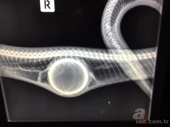 Karaya vuran balinanın karnından öyle bir şey çıktı ki... Akılalmaz olay 26