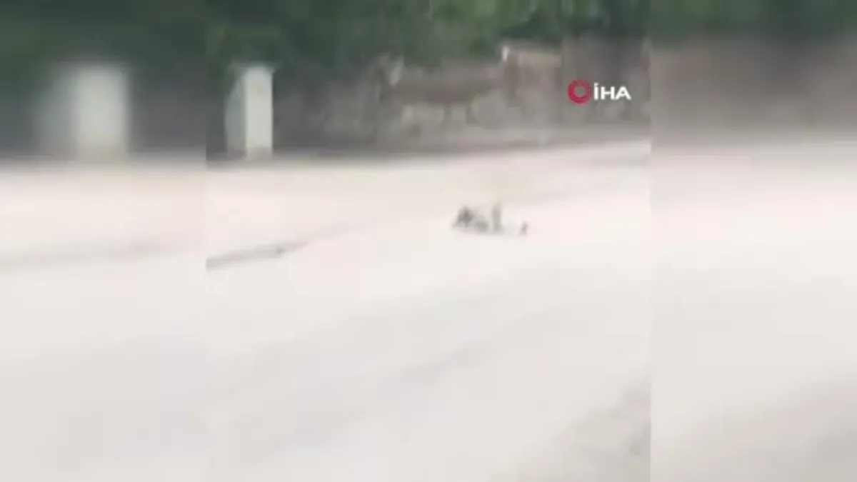 Yavru kedi ölen annesinin başından bir an olsun ayrılmadı