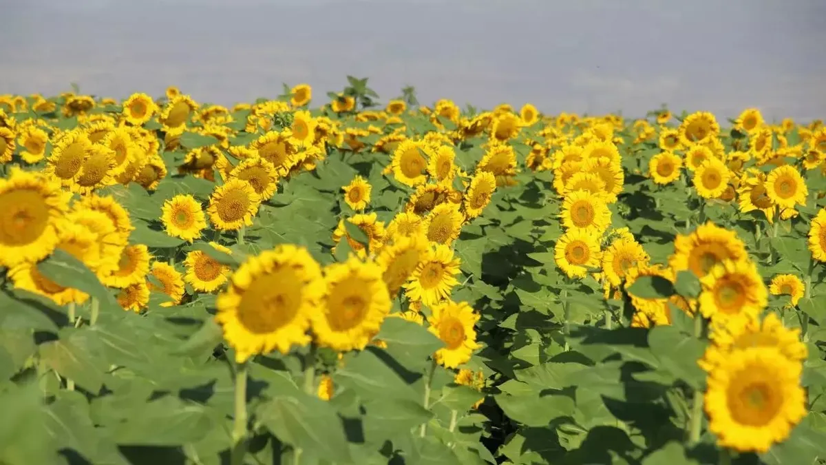 Ağrı'nın ayçiçeği tarlalarında hasat zamanı!