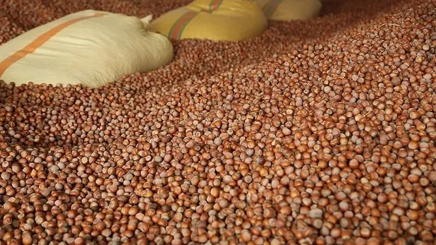 Fındık fiyatları ne kadar oldu? 2022 Haziran ayı Ordu, Giresun, Samsun, Trabzon fındık fiyatları ne kadar, kaç TL?