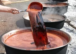 5 kilo kozalaktan sadece 1 kilo çıkıyor! Toroslar'da üretiliyor, 500 liraya satılıyor