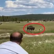 Ölü taklidi yaparak kurtuldu!